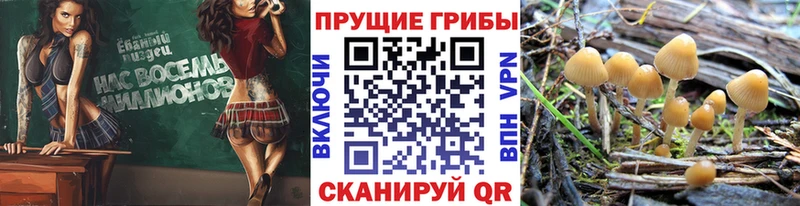Псилоцибиновые грибы GOLDEN TEACHER  Сычёвка 